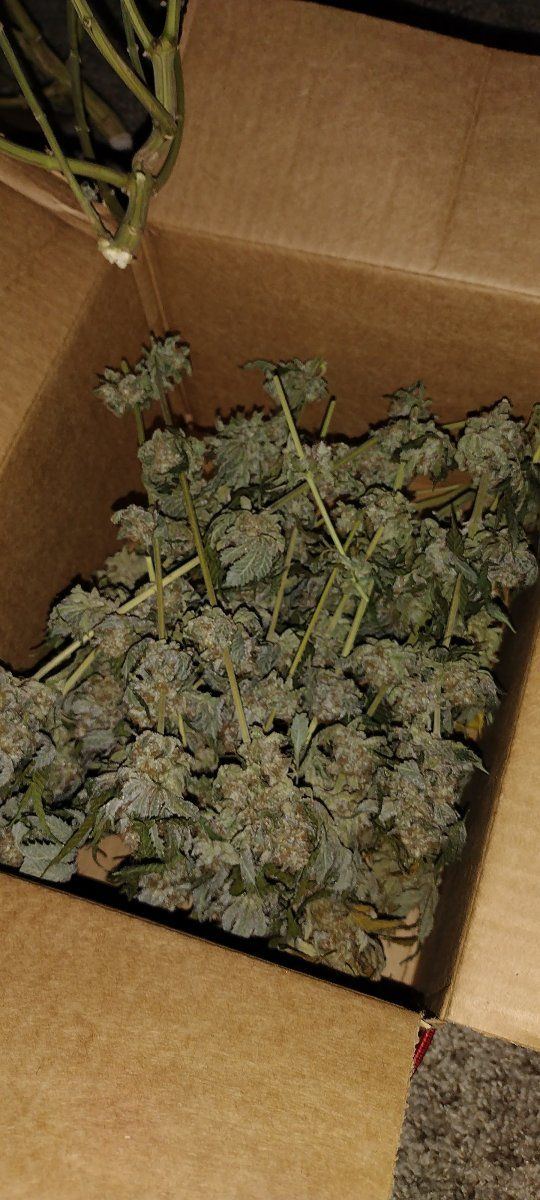 Og lookin good