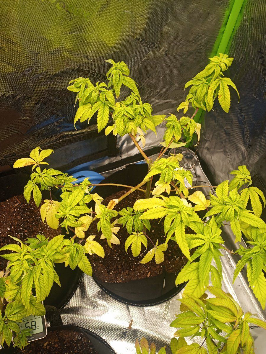 IMG 20240307 090354
