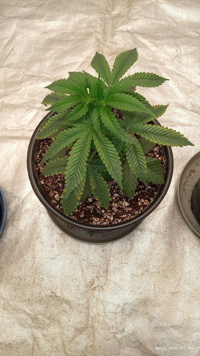 IMG 20240422 001754172
