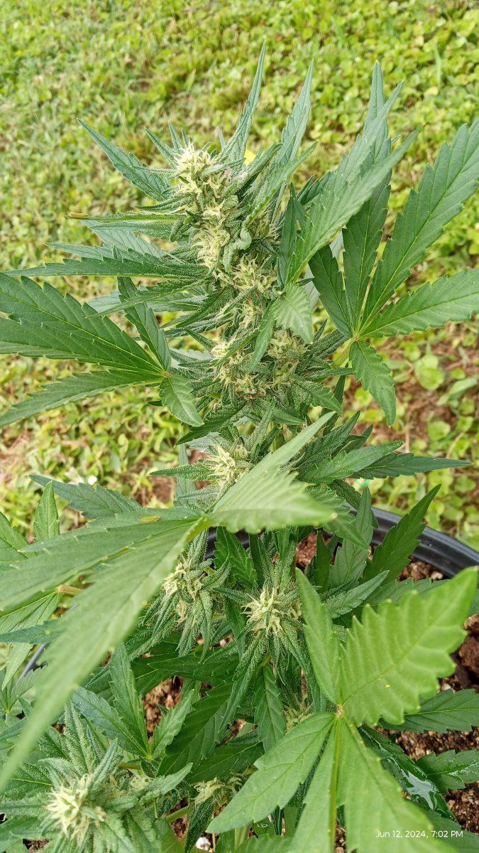 IMG 20240612 190207055
