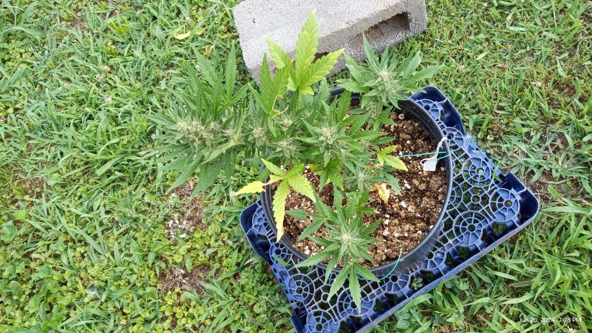 IMG 20240620 190803105