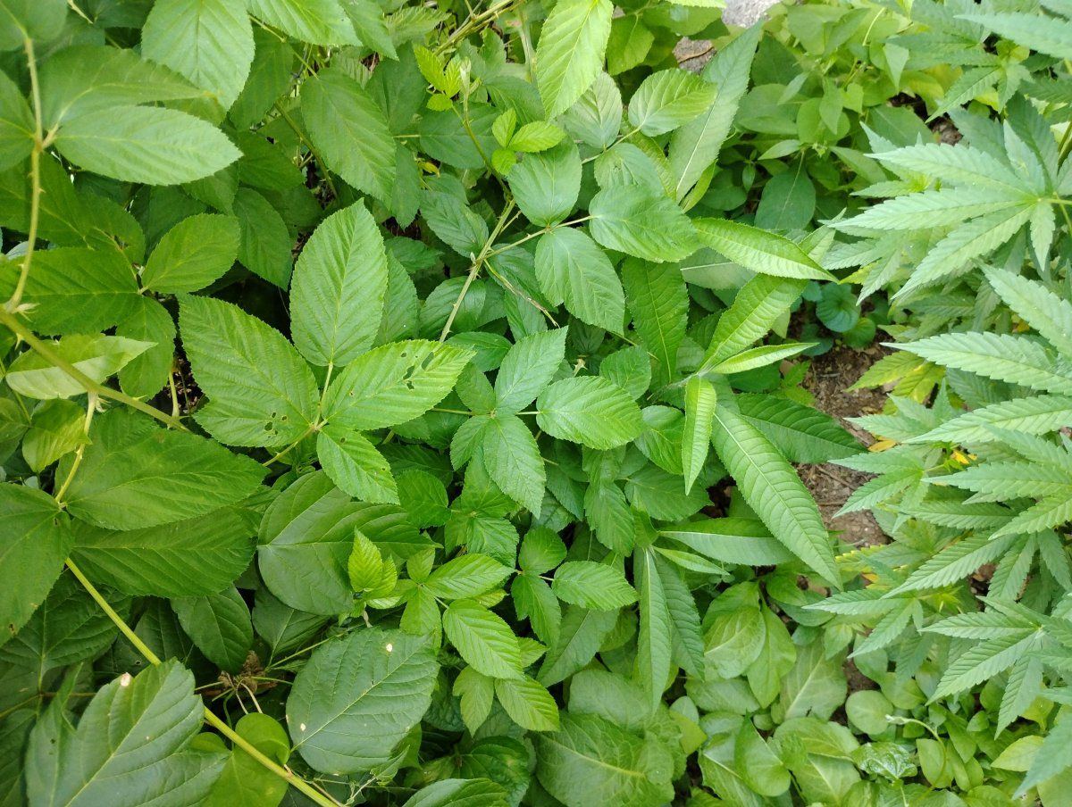 IMG 20240629 164024067