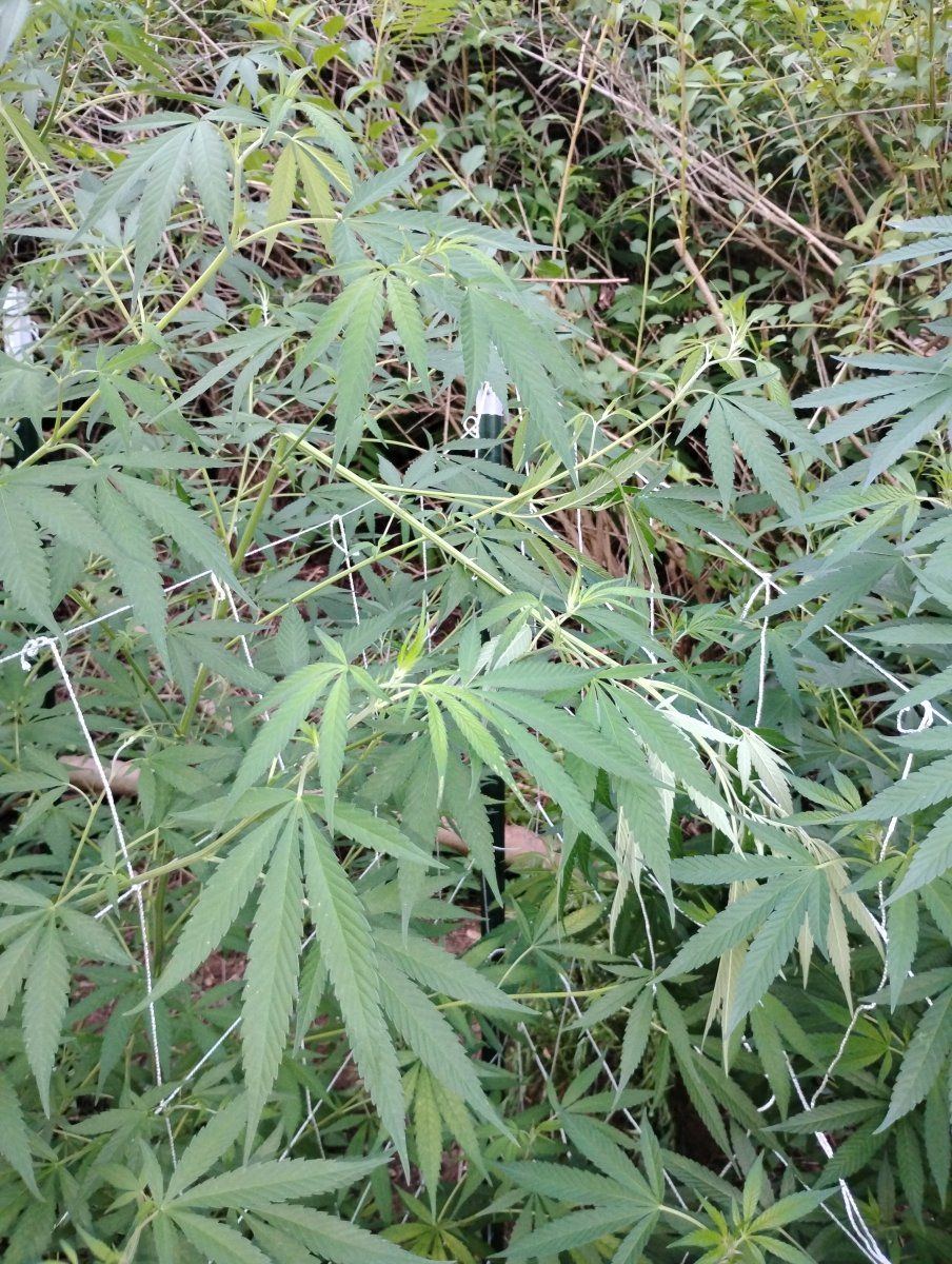 IMG 20240718 202644095
