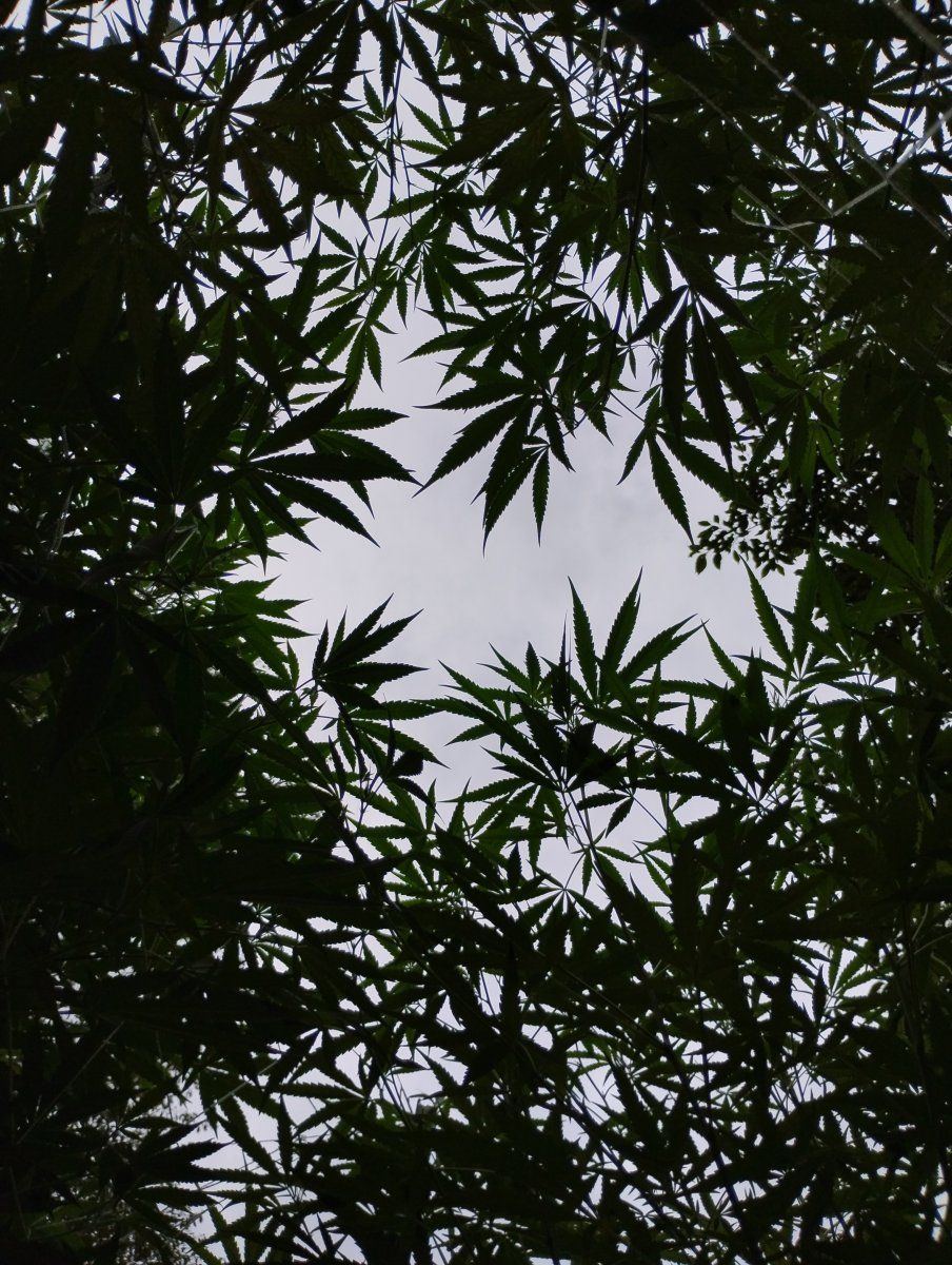 IMG 20240719 175530892