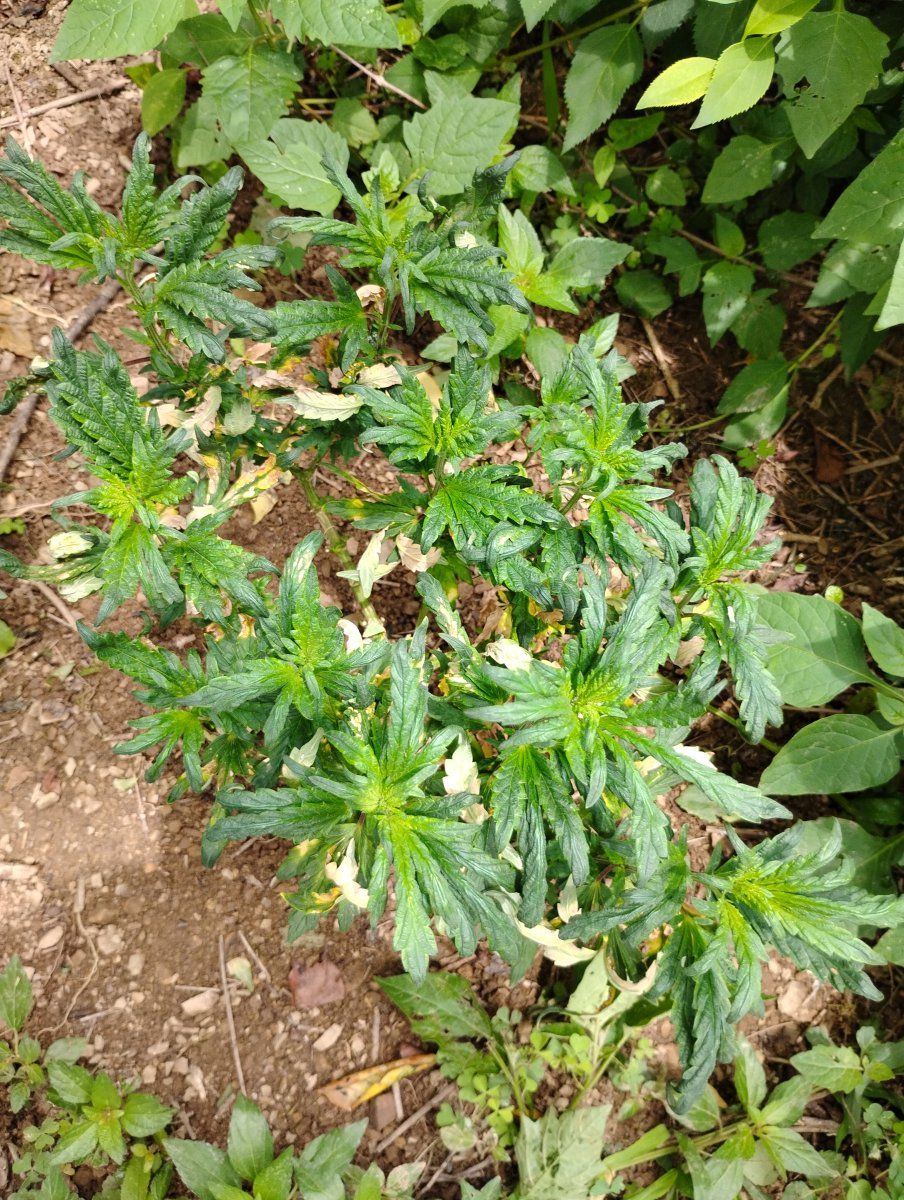 IMG 20240720 134217699