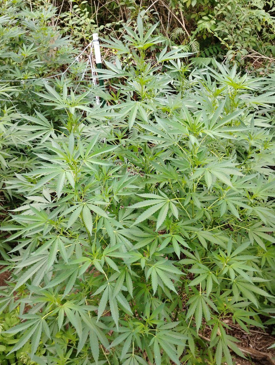 IMG 20240720 172043174