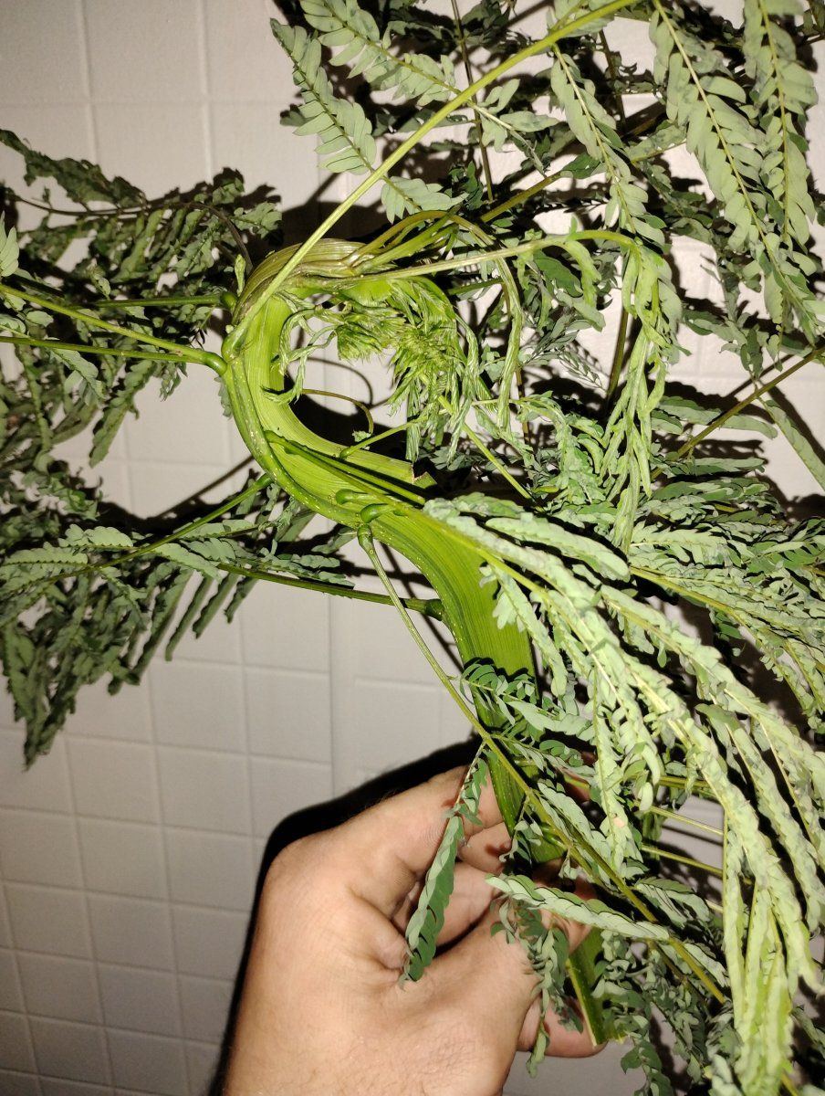 IMG 20240727 200647699
