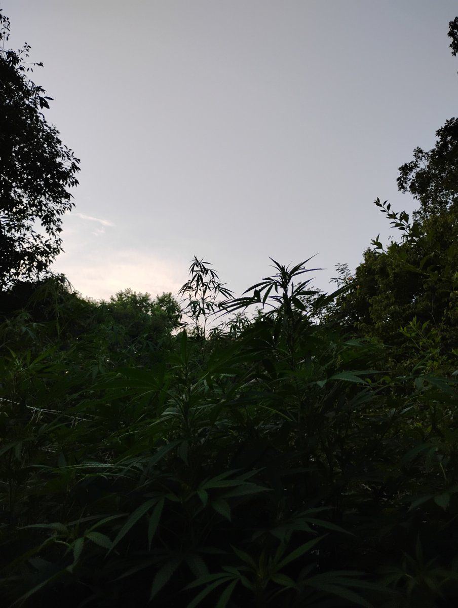 IMG 20240807 202137974