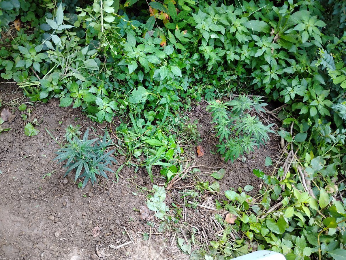 IMG 20240810 184156534