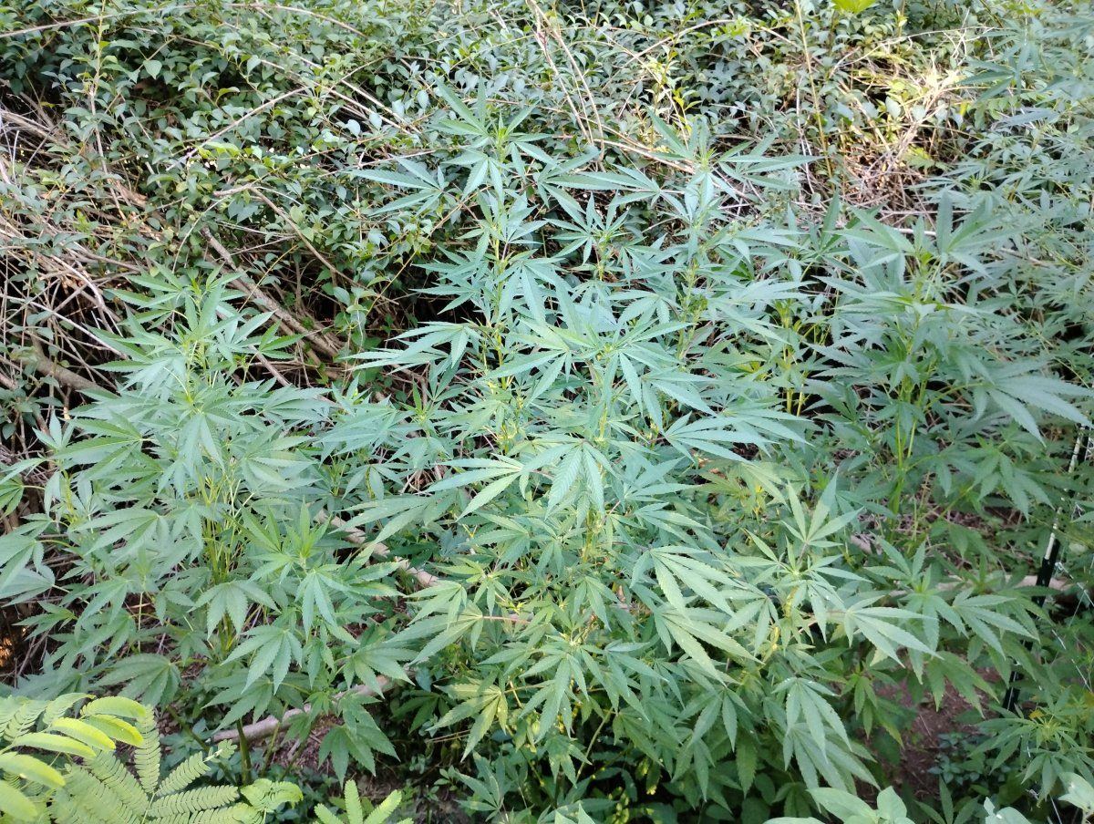 IMG 20240810 185107771