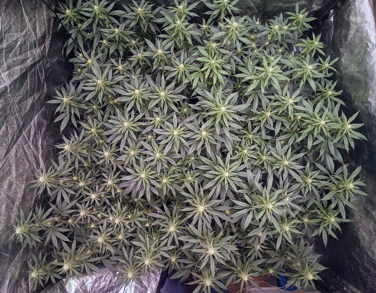 IMG 20240816 104340 129