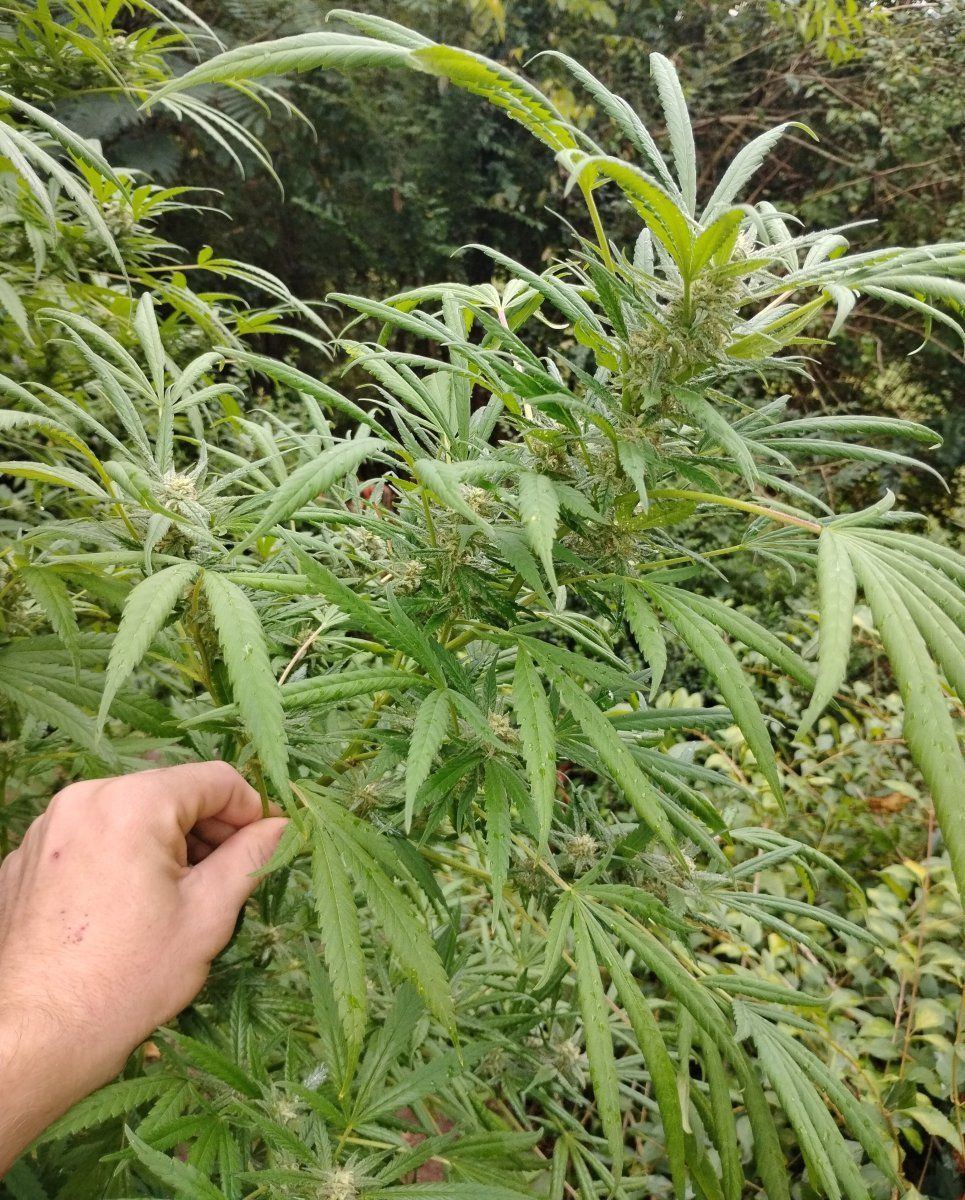 IMG 20240901 1635418102