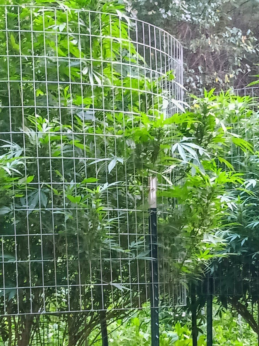 IMG 20240904 190421