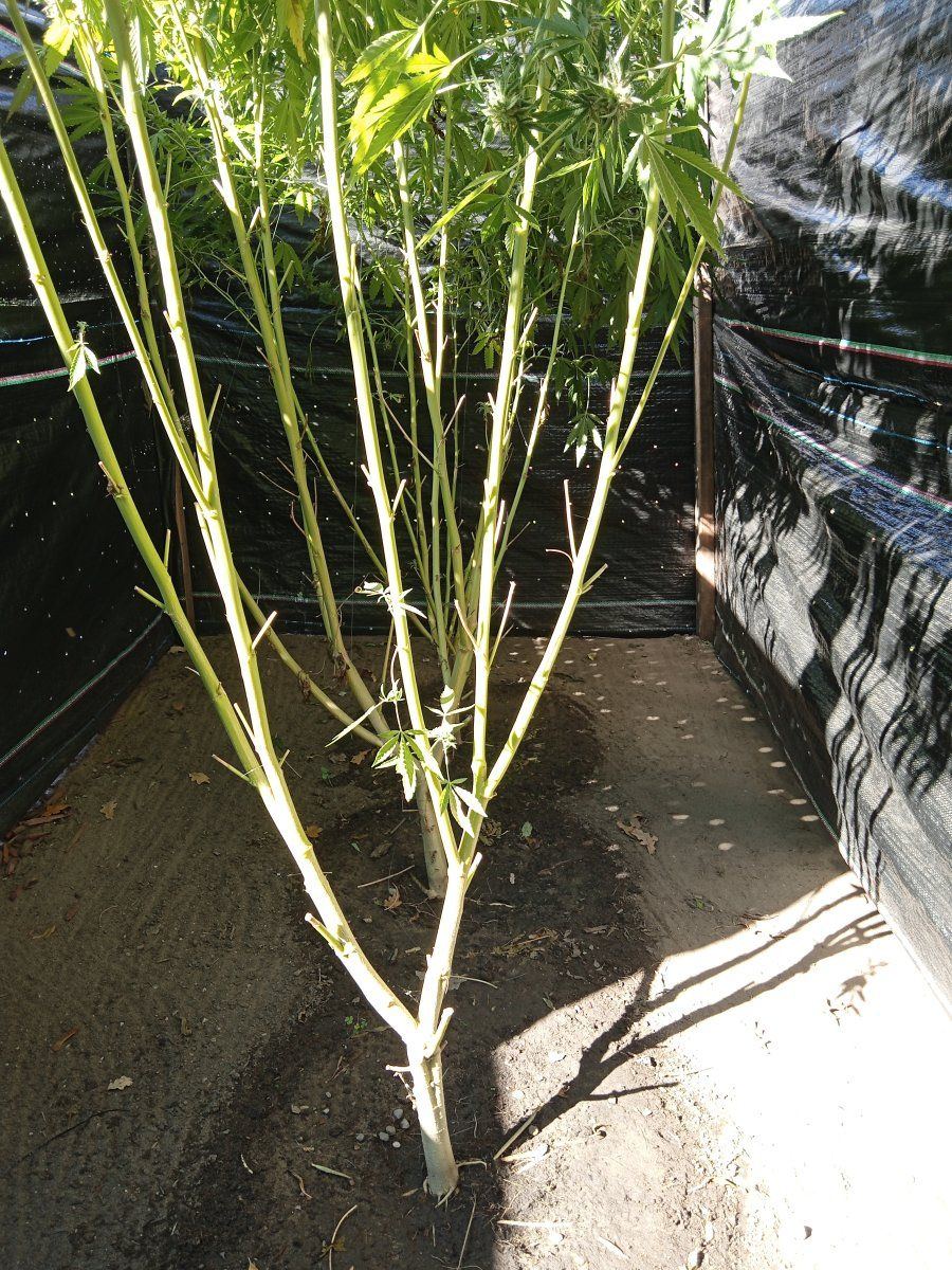 IMG 20241009 114459