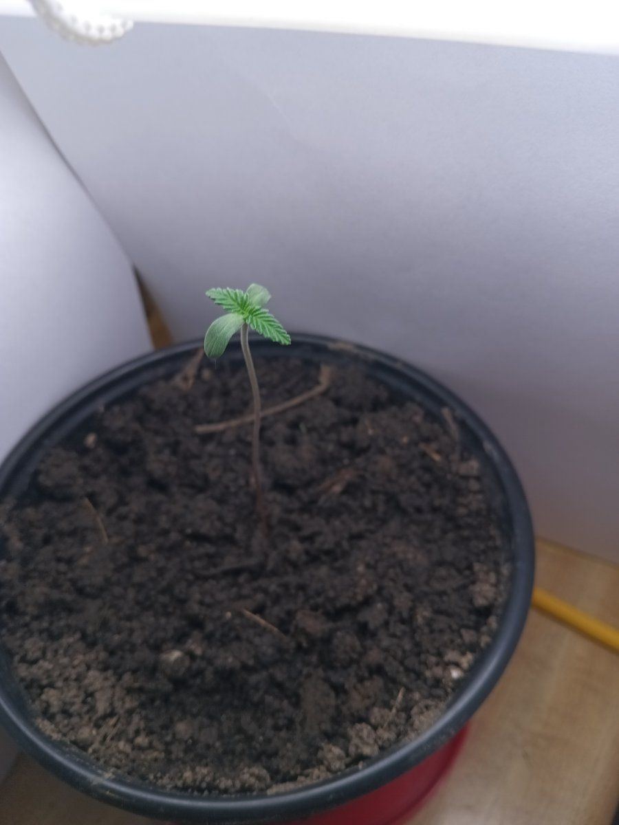 IMG 20250328 174435