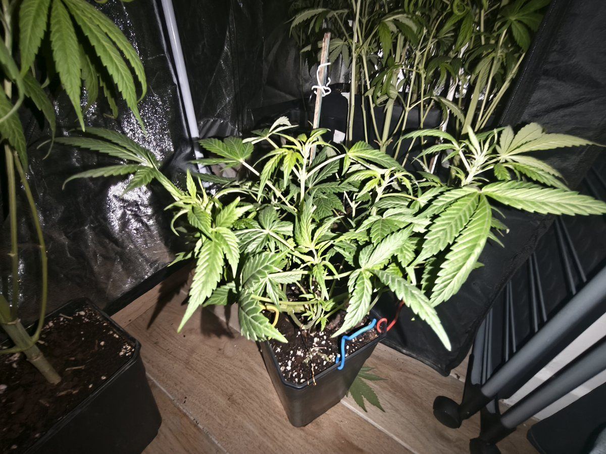 IMG 20250409 234101