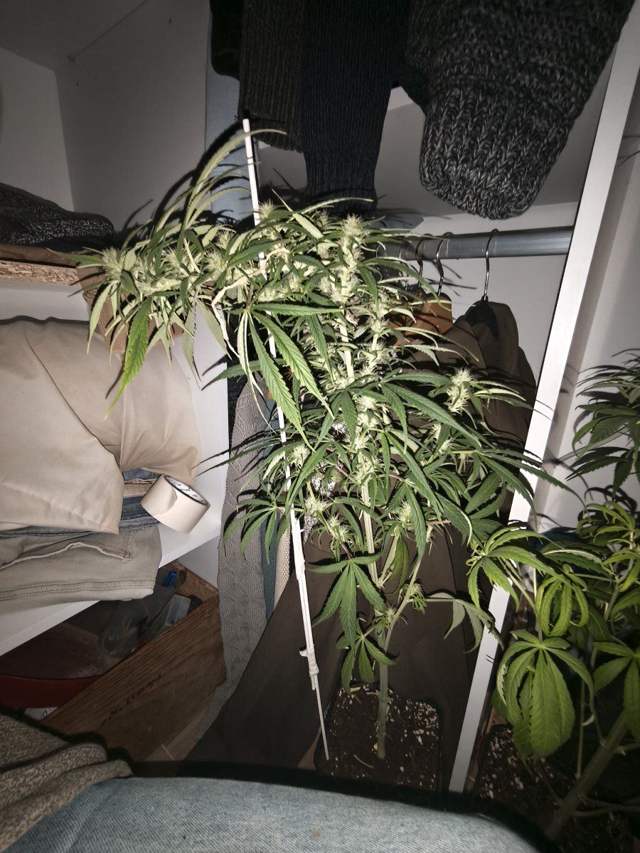 IMG 20250409 234118
