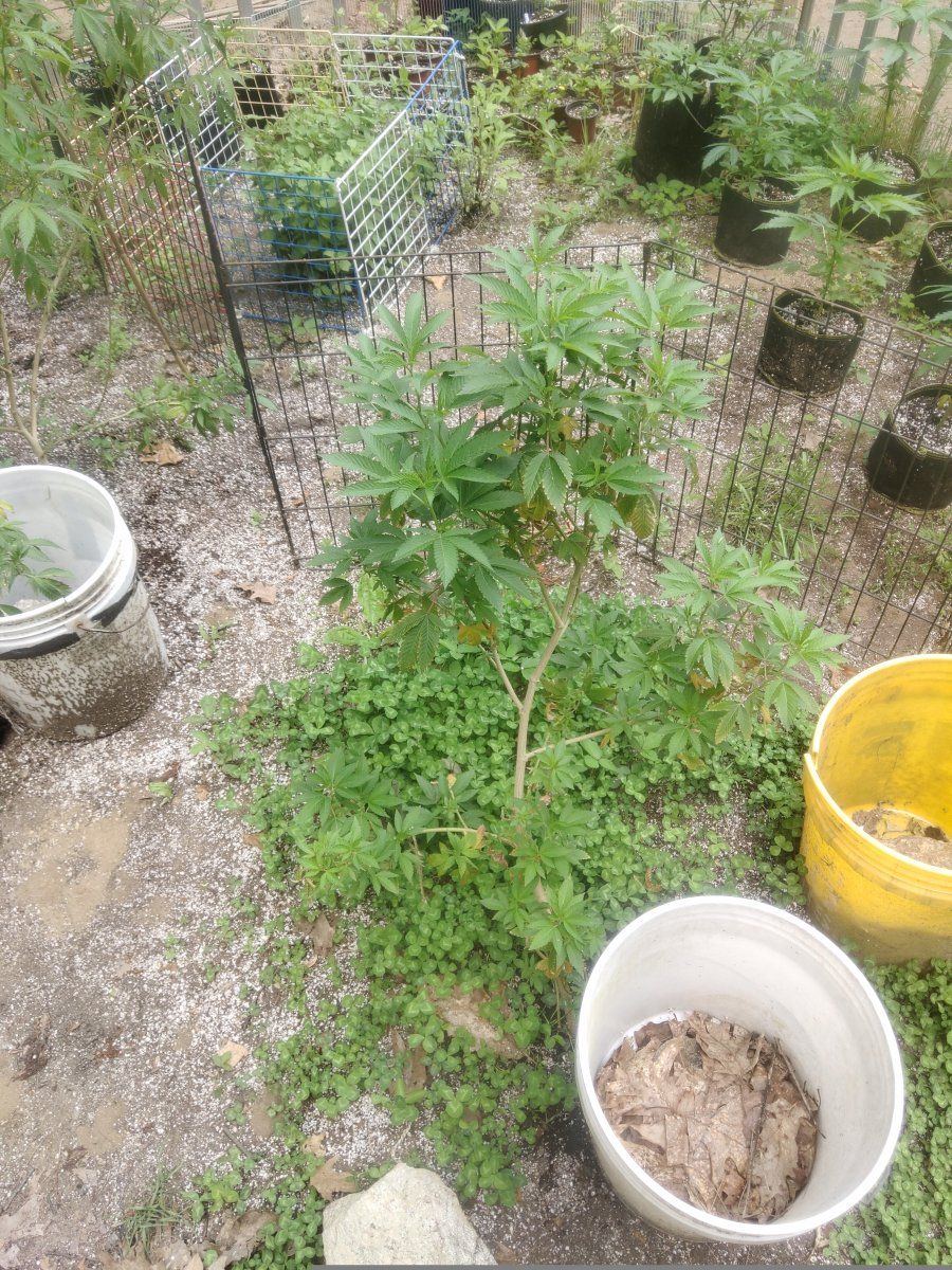 IMG 20250606 144658