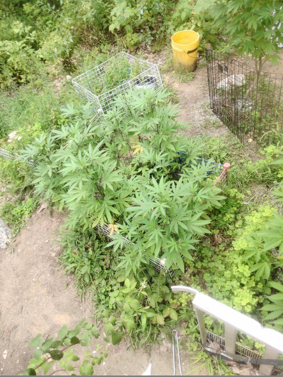 IMG 20250806 155927