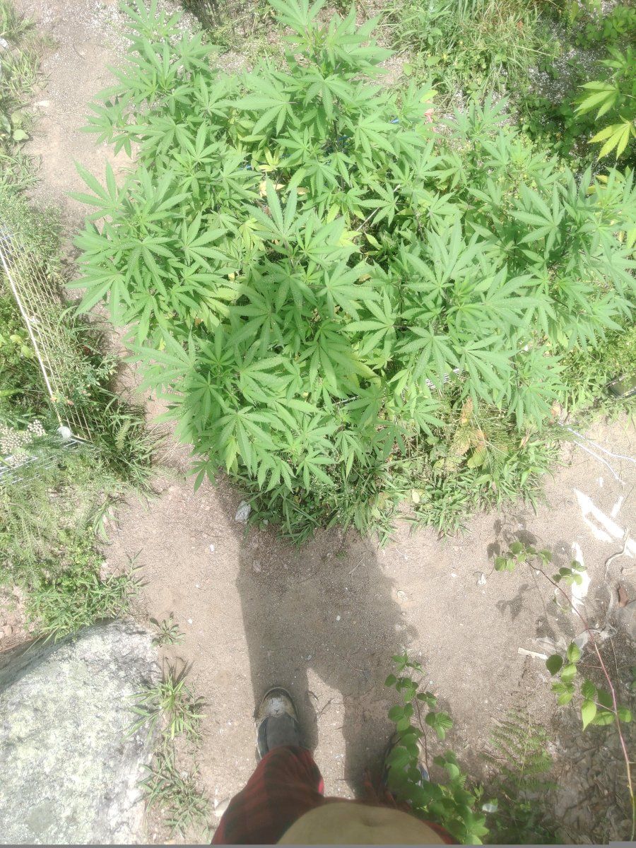 IMG 20250816 123140