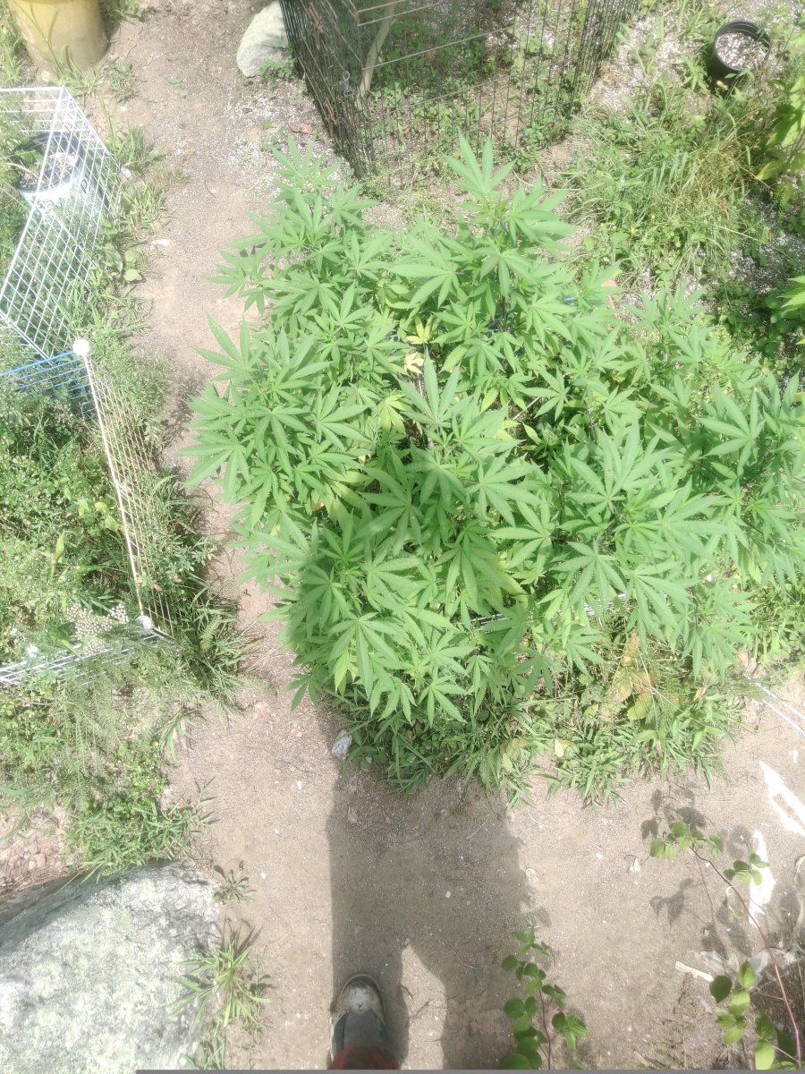 IMG 20250816 123141