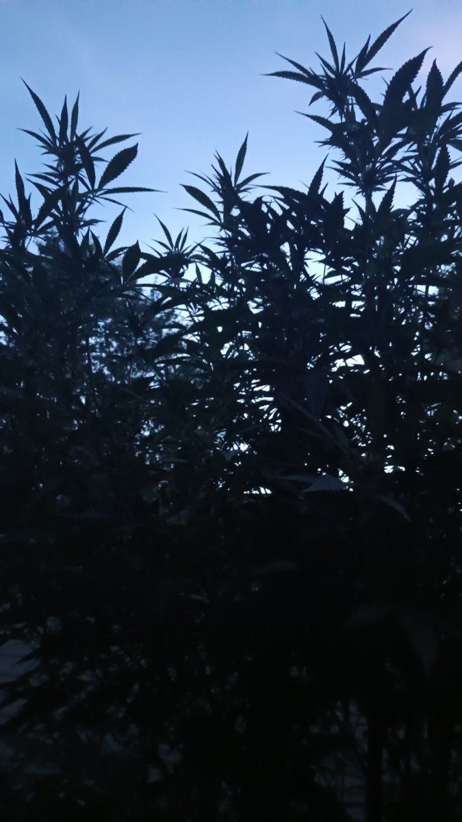 IMG 20250827 203225