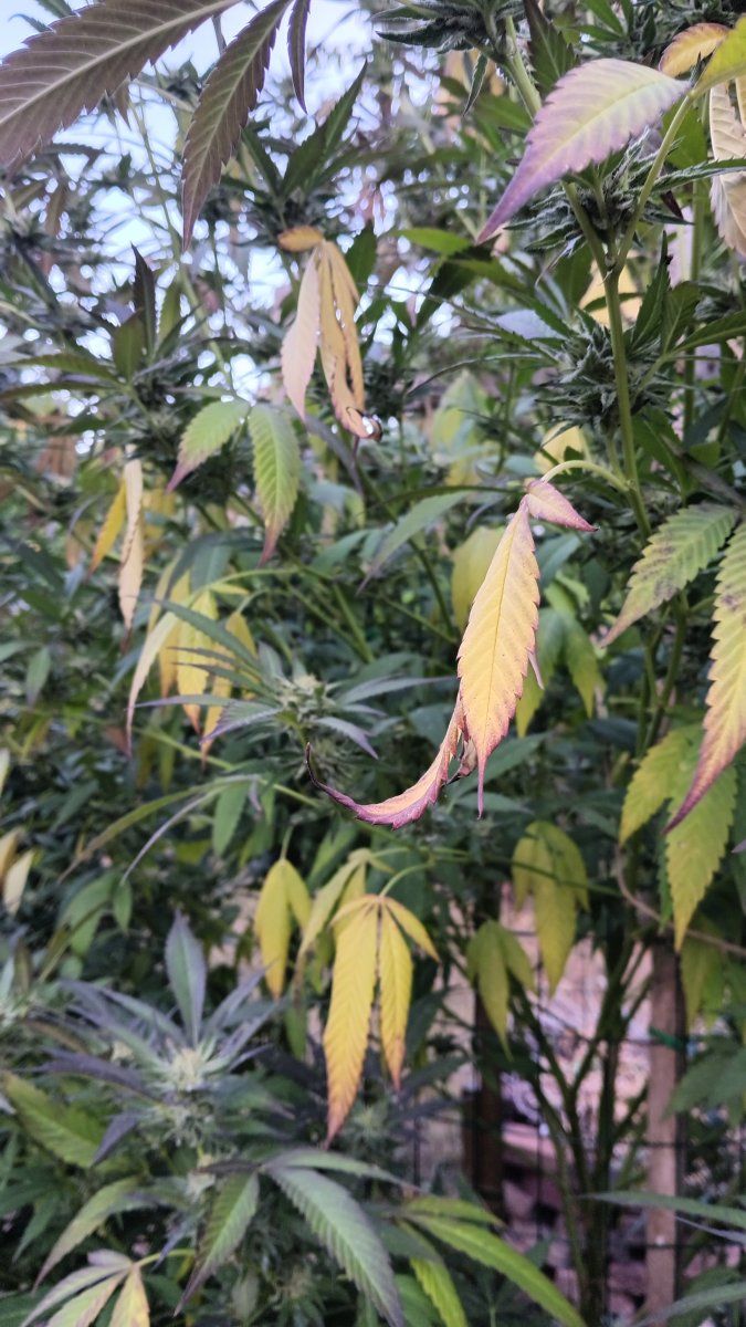 IMG 20250910 191908