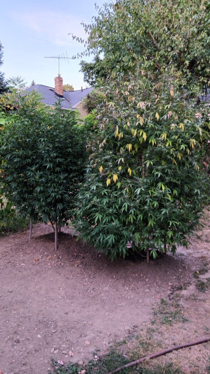 IMG 20250910 194018