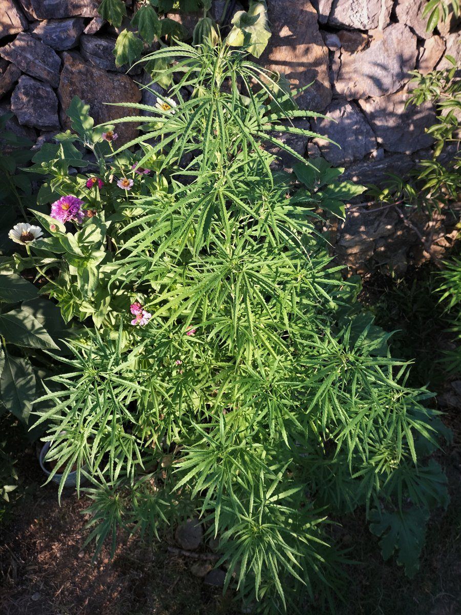 IMG 20250918 094615