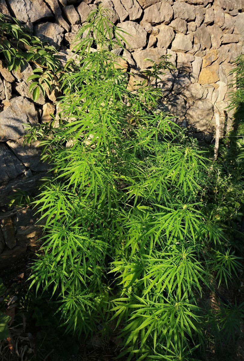 IMG 20250918 094935