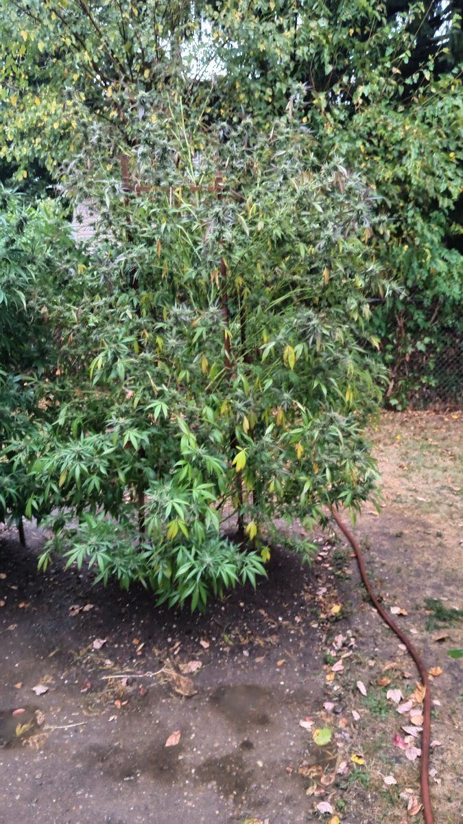 IMG 20250922 172744