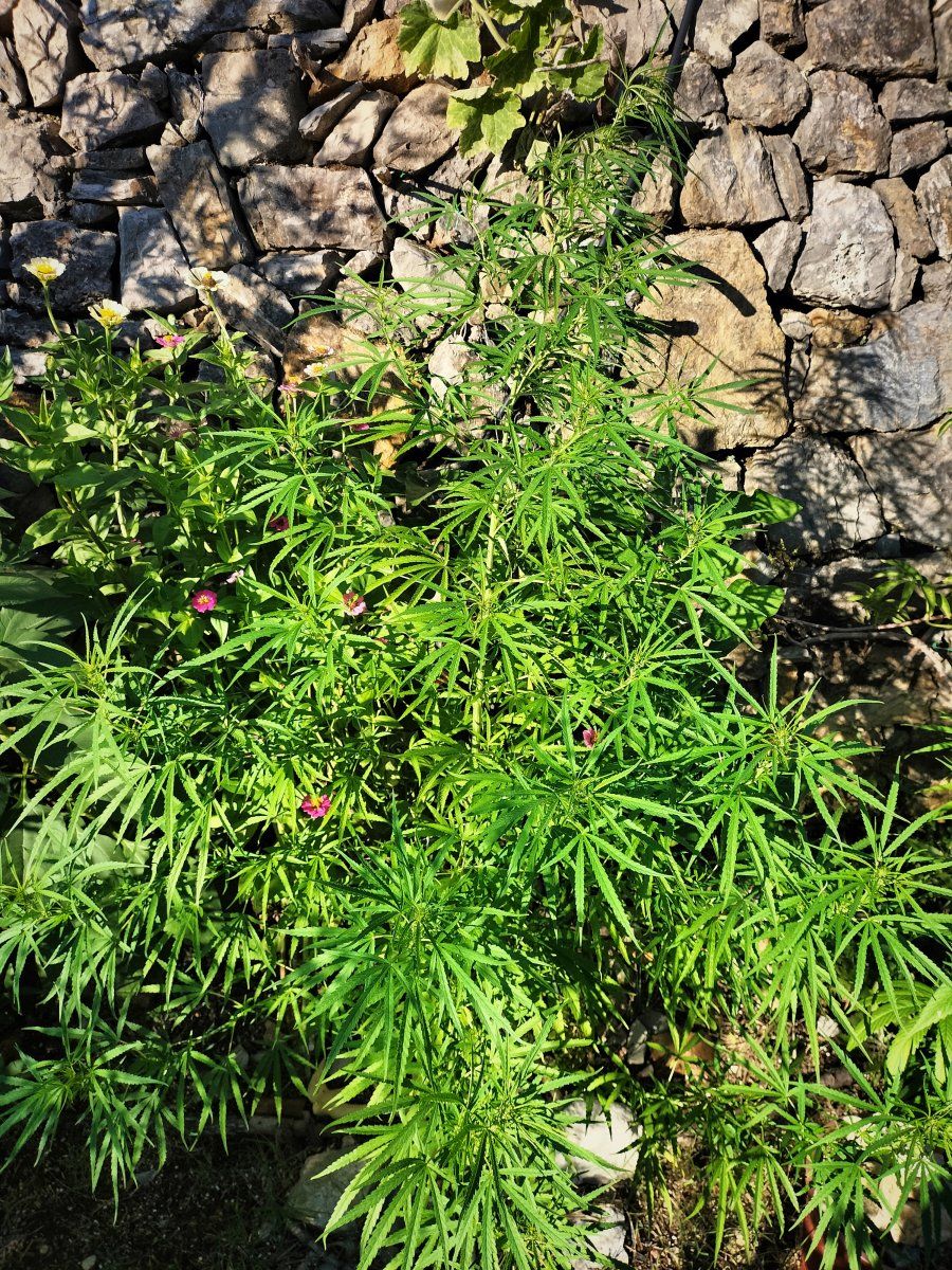 IMG 20251002 082338
