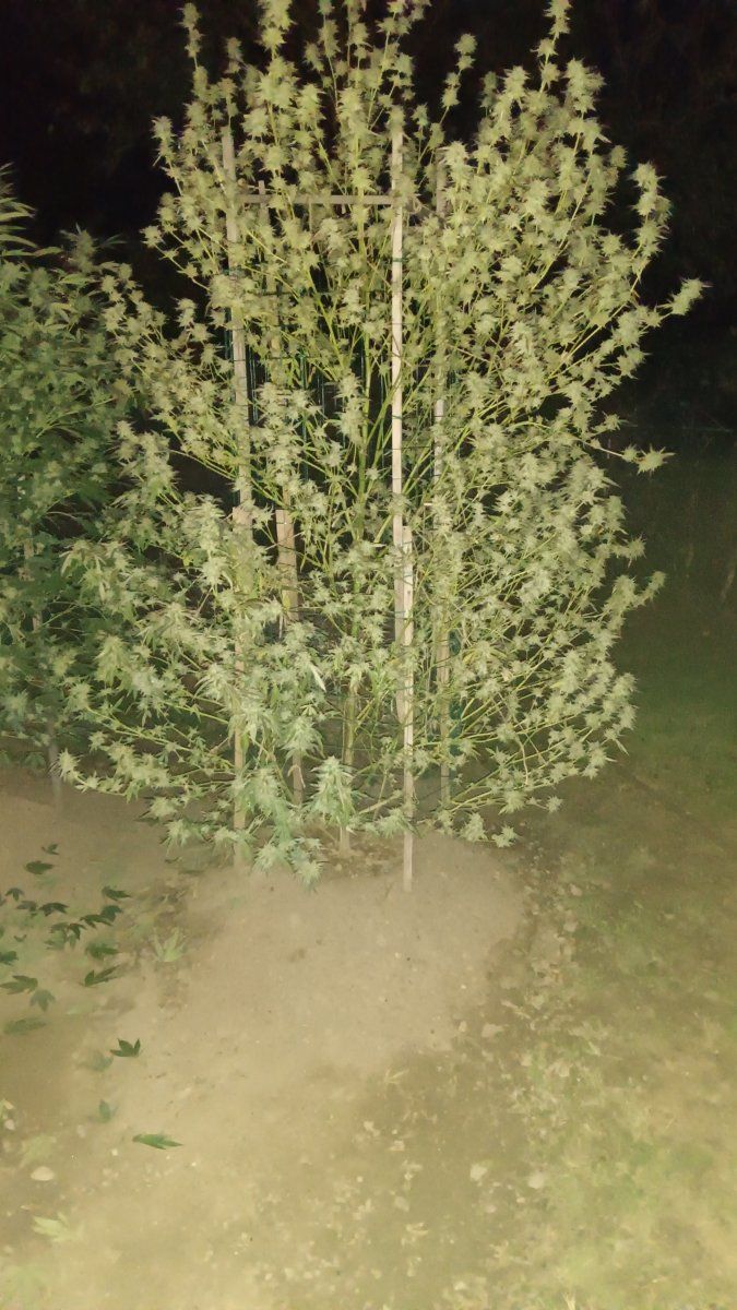 IMG 20251003 195446