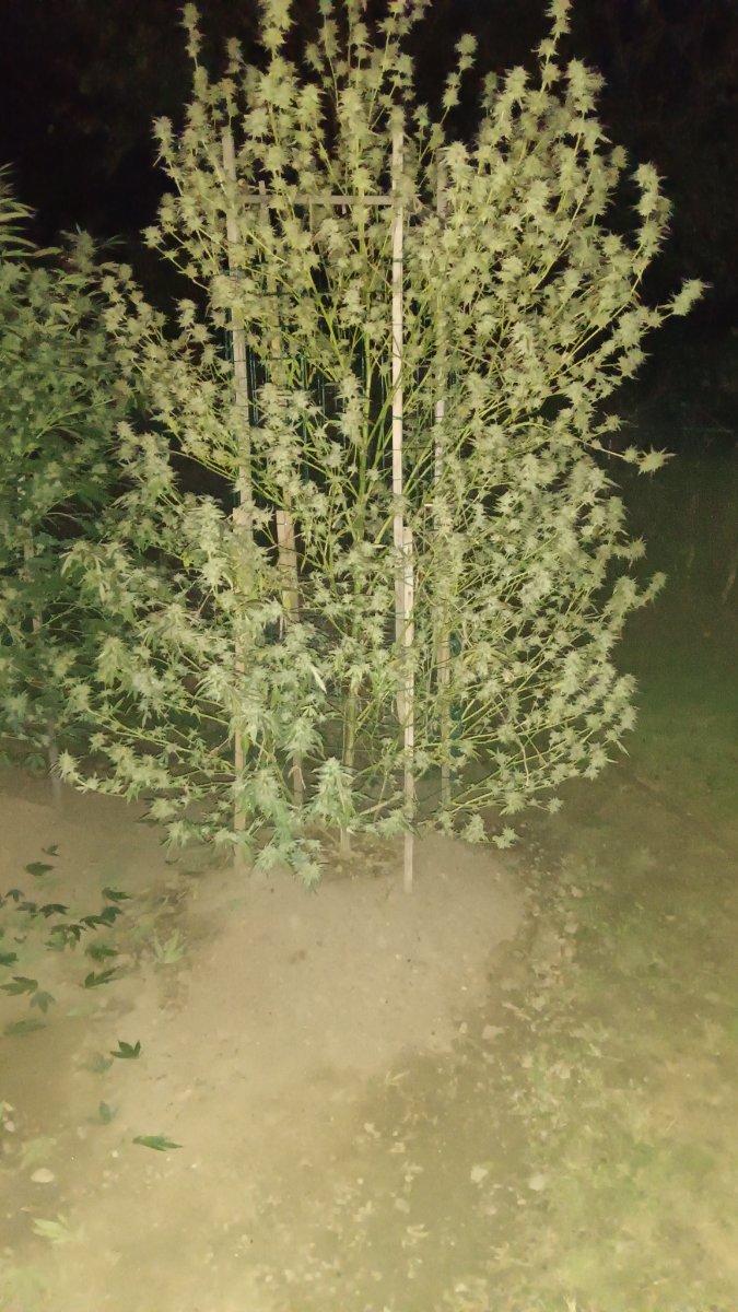 IMG 20251003 195446