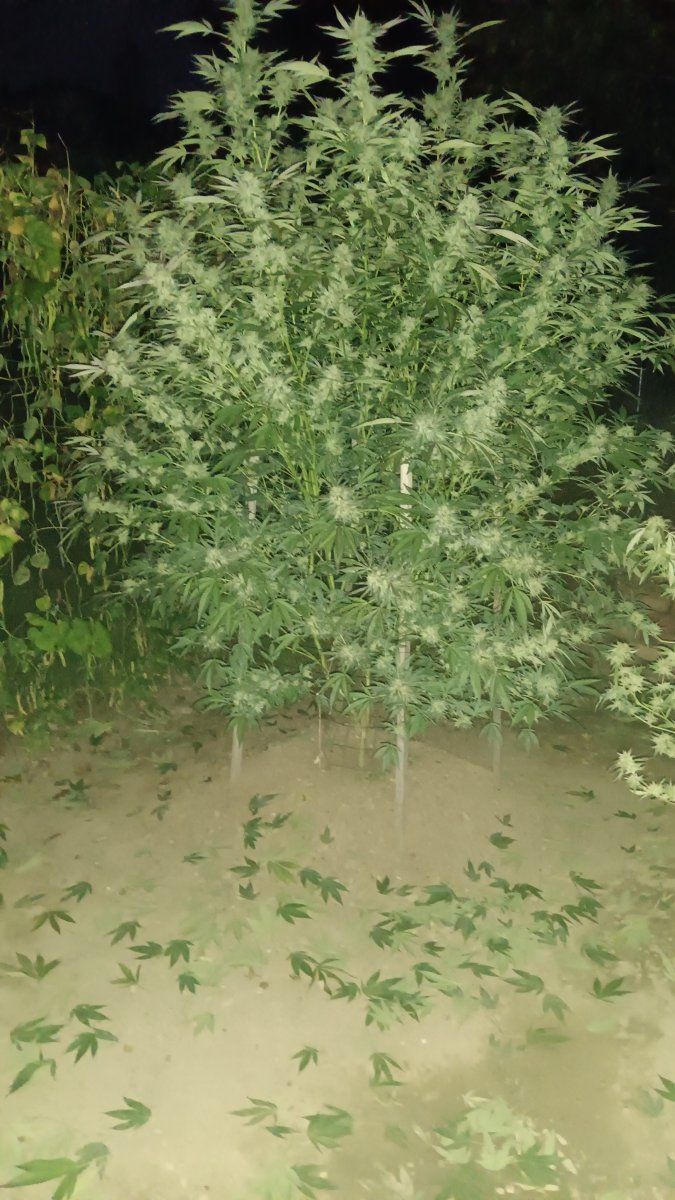 IMG 20251003 195504
