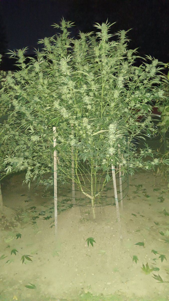 IMG 20251003 195706