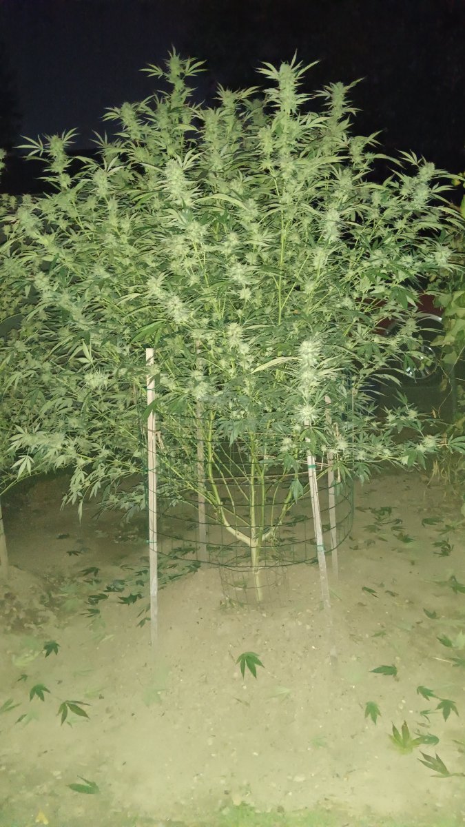 IMG 20251003 195706