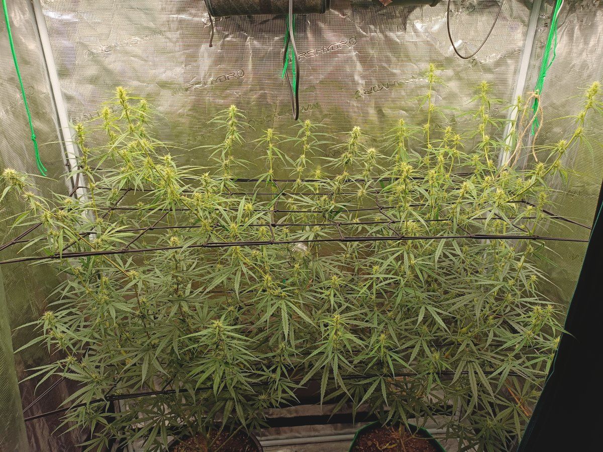 IMG 20260405 072614