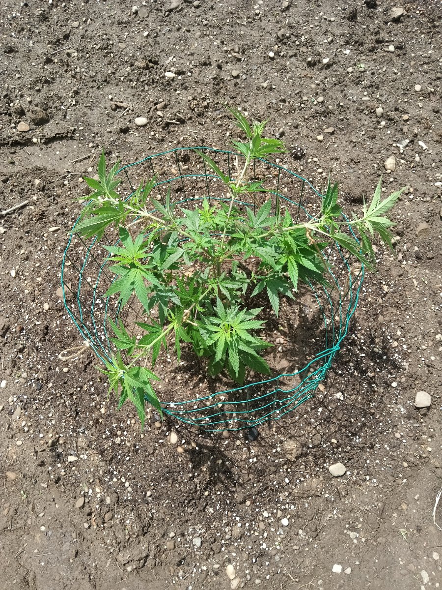 IMG 20260525 122546
