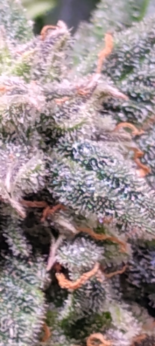 IMG 20260529 154928632