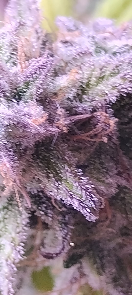 IMG 20260618 121237295