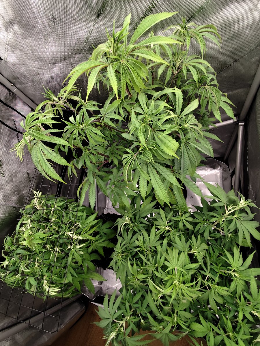 IMG 20260814 124034