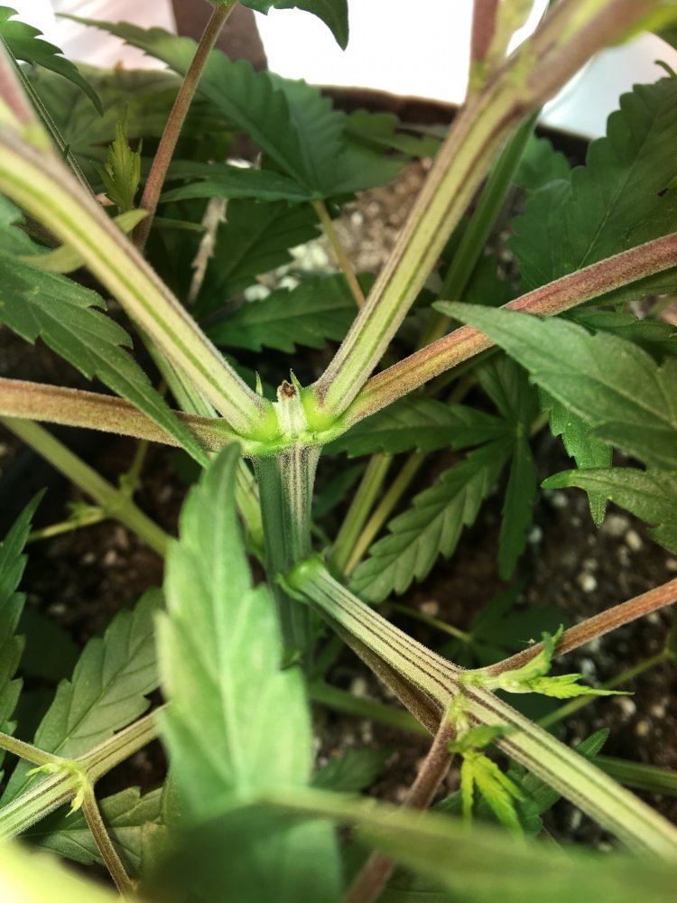 Purple Striped Stems... | Page 4 | THCFarmer - Cannabis Cultivation Network
