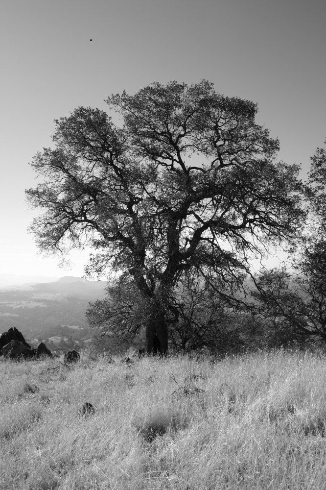 IMG 2077 BW