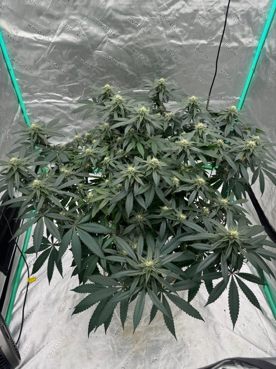 IMG 2123