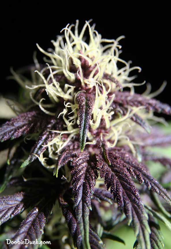 IMG 2147 purple mahem W