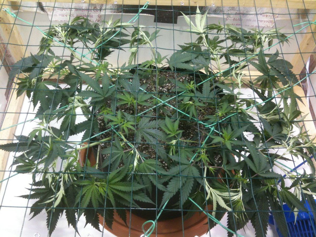 IMG 2178