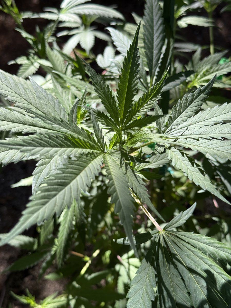 IMG 2233