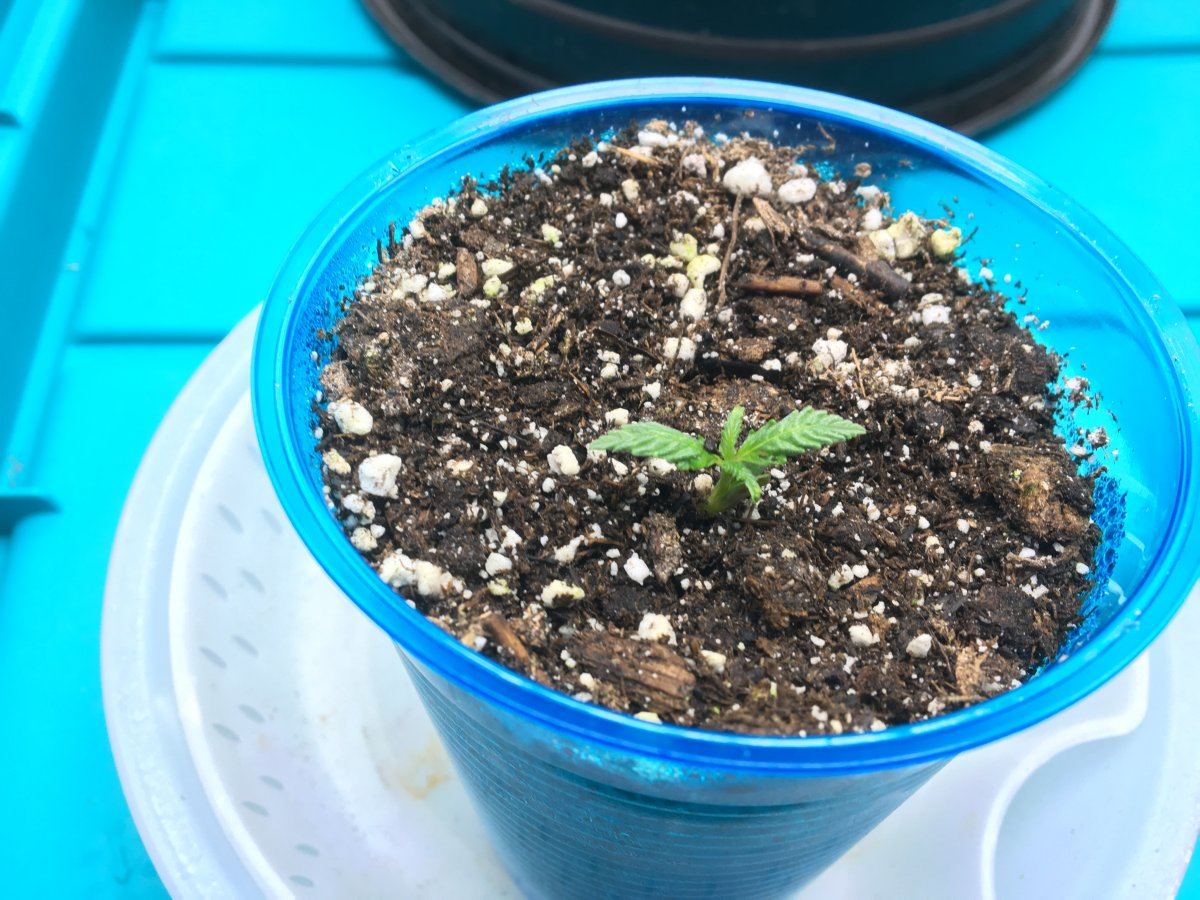 IMG 2279   Copy