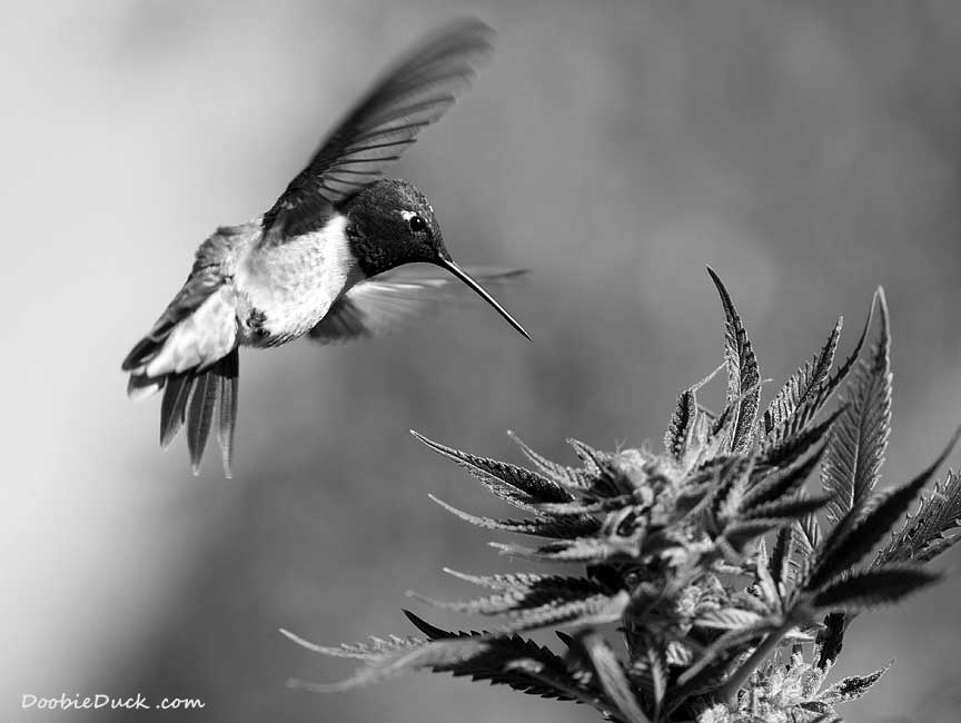 IMG 2285 hummer dblmoon bw 